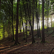 Blick in den Wald bei Schwaigwall | © Stadt Geretsried