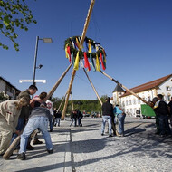 Maibaum-Aufstellen | © Pöstges