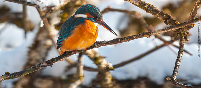 Eisvogel sitzt auf einem Ast  | © Fotoclub Geretsried e.V. Georg Dengler