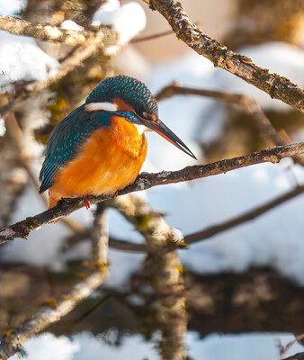 Eisvogel sitzt auf einem Ast  | © Fotoclub Geretsried e.V. Georg Dengler