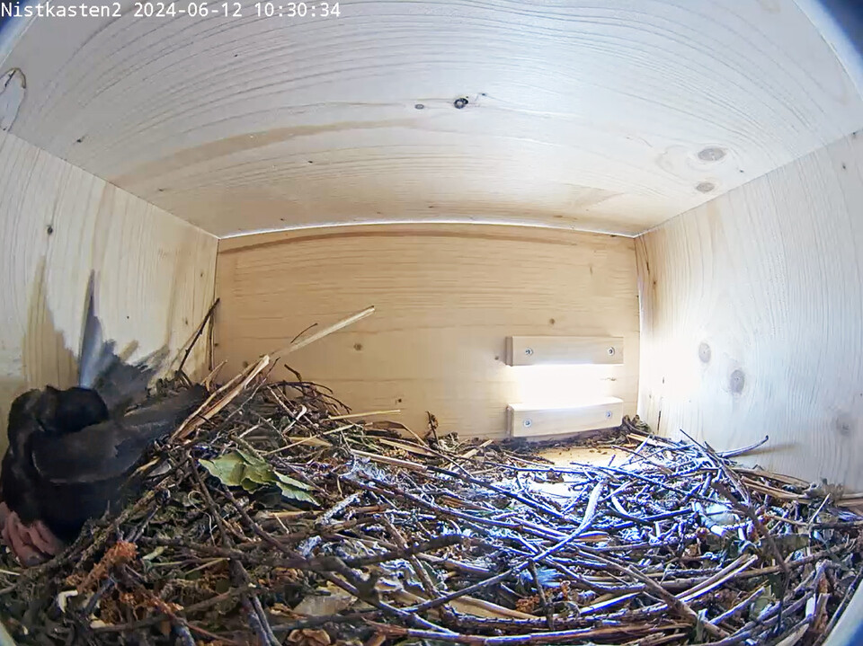 Ein Mauersegler und ein Küken im Nest. | © Stadt Geretsried