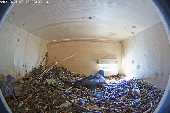 Die Mauersegler Küken haben einen ersten Feder-Flaum | © Stadt Geretsried