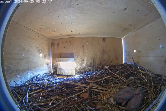 Zwei Mauersegler Küken im Nest | © Stadt Geretsried