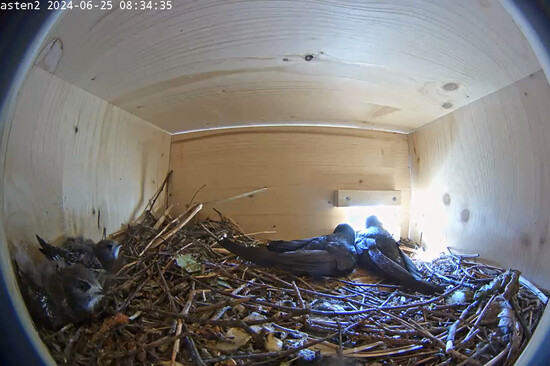 Zwei erwachsene Mauersegler und drei Küken im Nest | © Stadt Geretsried