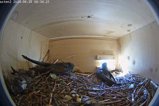 Zwei erwachsene Mauersegler und drei Küken im Nest | © Stadt Geretsried