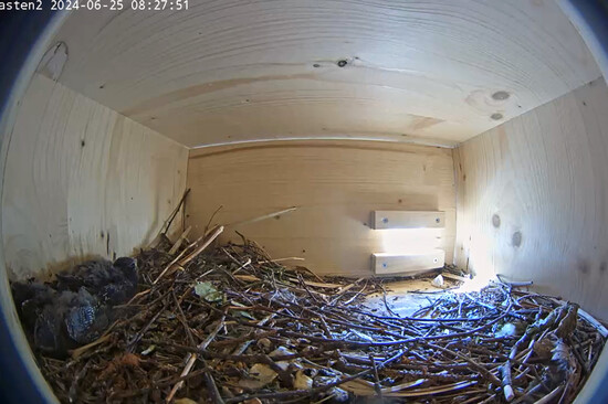 Drei Mauersegler Küken im Nest | © Stadt Geretsried