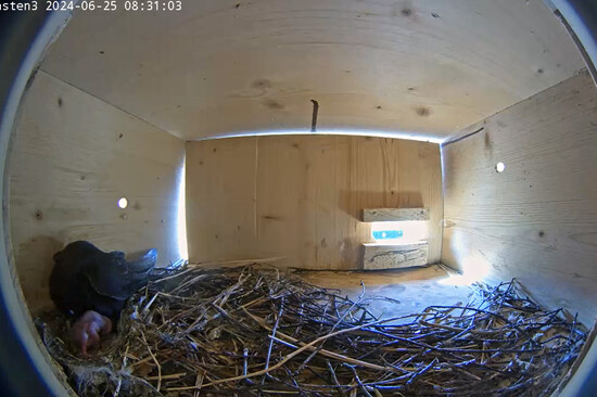 Ein erwachsener Mauersegler mit frisch geschlüpftem Küken im Nest | © Stadt Geretsried