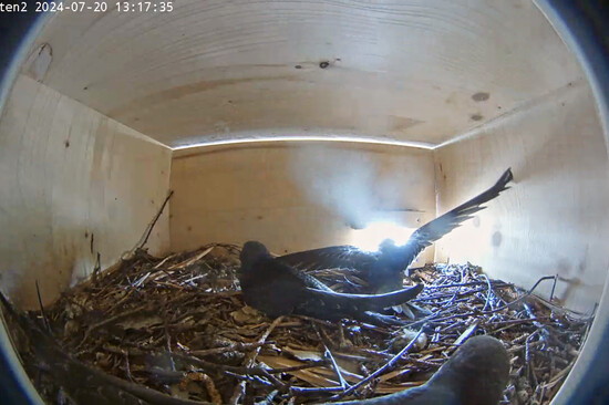Ein junger Mauersegler verlässt das Nest, zwei bleiben zurück | © Stadt Geretsried
