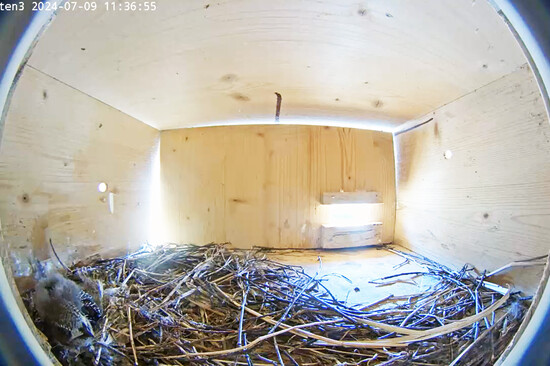 Ein Mauersegler Küken im Nistkasten | © Stadt Geretsried