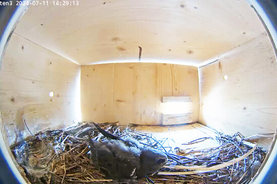 Ein Mauersegler Küken im Nistkasten | © Stadt Geretsried