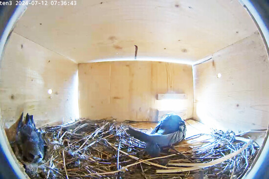 Ein Mauersegler Küken mit einem erwachsenen Vogel im Nistkasten | © Stadt Geretsried