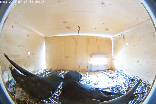 Ein Mauersegler Küken und ein erwachsener Vogel im Nistkasten | © Stadt Geretsried