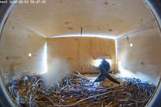 Der Mauersegler verlässt das Nest | © Stadt Geretsried