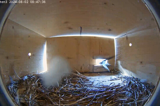 Der Mauersegler verlässt das Nest | © Stadt Geretsried