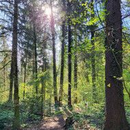 Wald mit grünen Bäumen und Sonne | © Stadt Geretsried