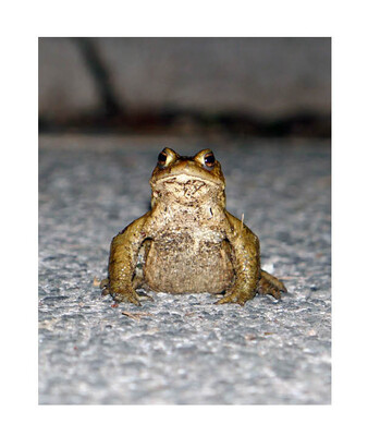 Eine Erdkröte sitzt auf einer Asphaltstraße | © Jan Ebert / BUND Naturschutz e.V. Kreisgruppe Bad Tölz-Wolfratshausen