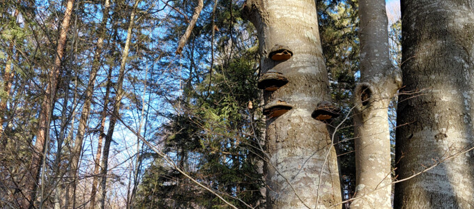 Abgestorbener Baum im Stadtwald  | © Stadt Geretsried