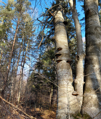 Abgestorbener Baum im Stadtwald  | © Stadt Geretsried
