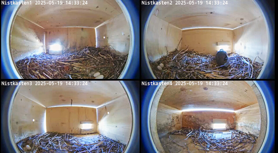 Blick ins Innere der vier Nistkästen, in drei Kästen sind Eier zu sehen | © Stadt Geretsried