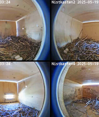 Die Eier sind da! | © Stadt Geretsried Blick ins Innere der vier Nistkästen, in drei Kästen sind Eier zu sehen | © Stadt Geretsried