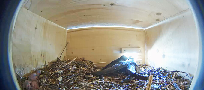 Zwei Mauersegler Altvögel und drei Küken im Nistkasten | © Stadt Geretsried